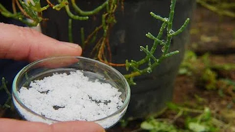 ¿Ayuda la sal al crecimiento de las plantas?