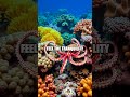 The Hidden Magic of Underwater Creatures