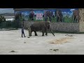 Как же заботлив Олег Зубков к слонихе Дженни! Oleg Zubkov and Jenny the elephant!