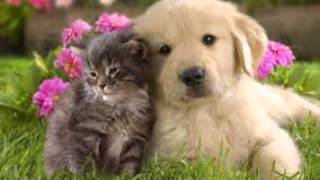 Cats with Sound Effects,  cat sounds, Cats Meow,  Effect, CUTE CAT sound effects,  sound effect