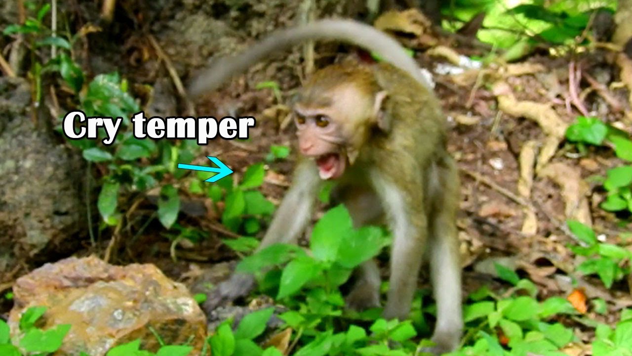 Poor skinny Janna crying seizure angry Briana warn attack her, Janna crying sound call Jane help her