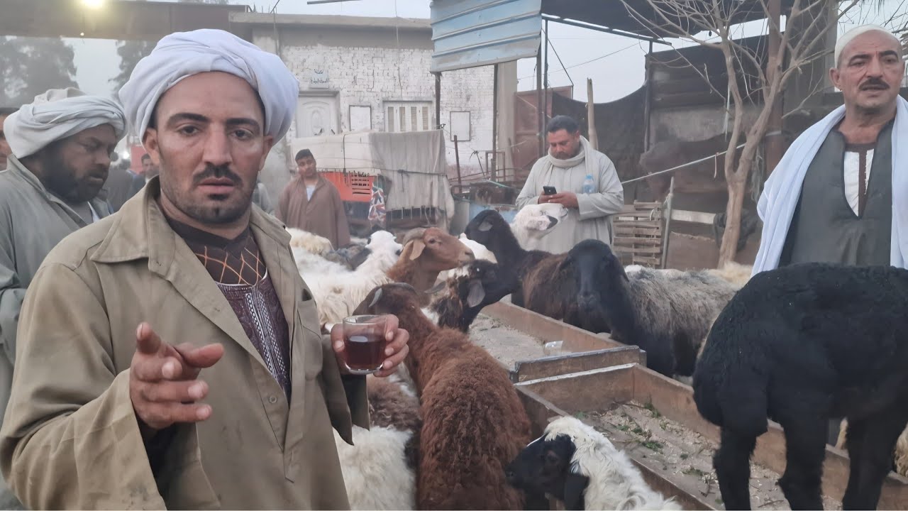 اسعار الاغنام اللحم والانيه وانتظار الولاده مع افضل تاجر بسوق طنطا اليوم