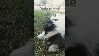 Dodger the Japanese Chin talking