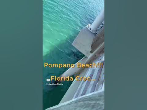 Crocodile: A Riveting Encounter at Pompano Beach Pier - YouTube