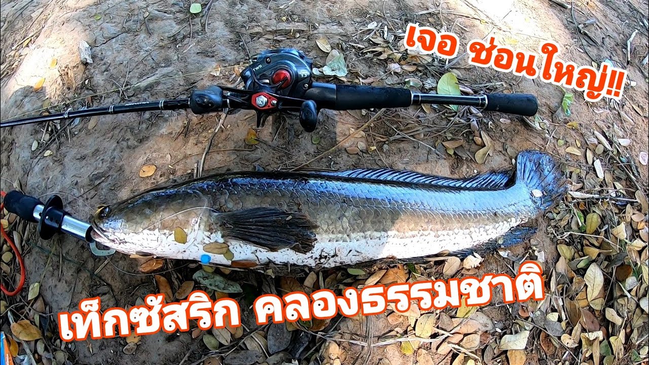 เท็กซัสริก เจอช่อนใหญ่ #ตกปลาช่อน #fishing #ตกปลา #เท็กซัสริก #Texas rig   @O.PFishing [ EP. 61]
