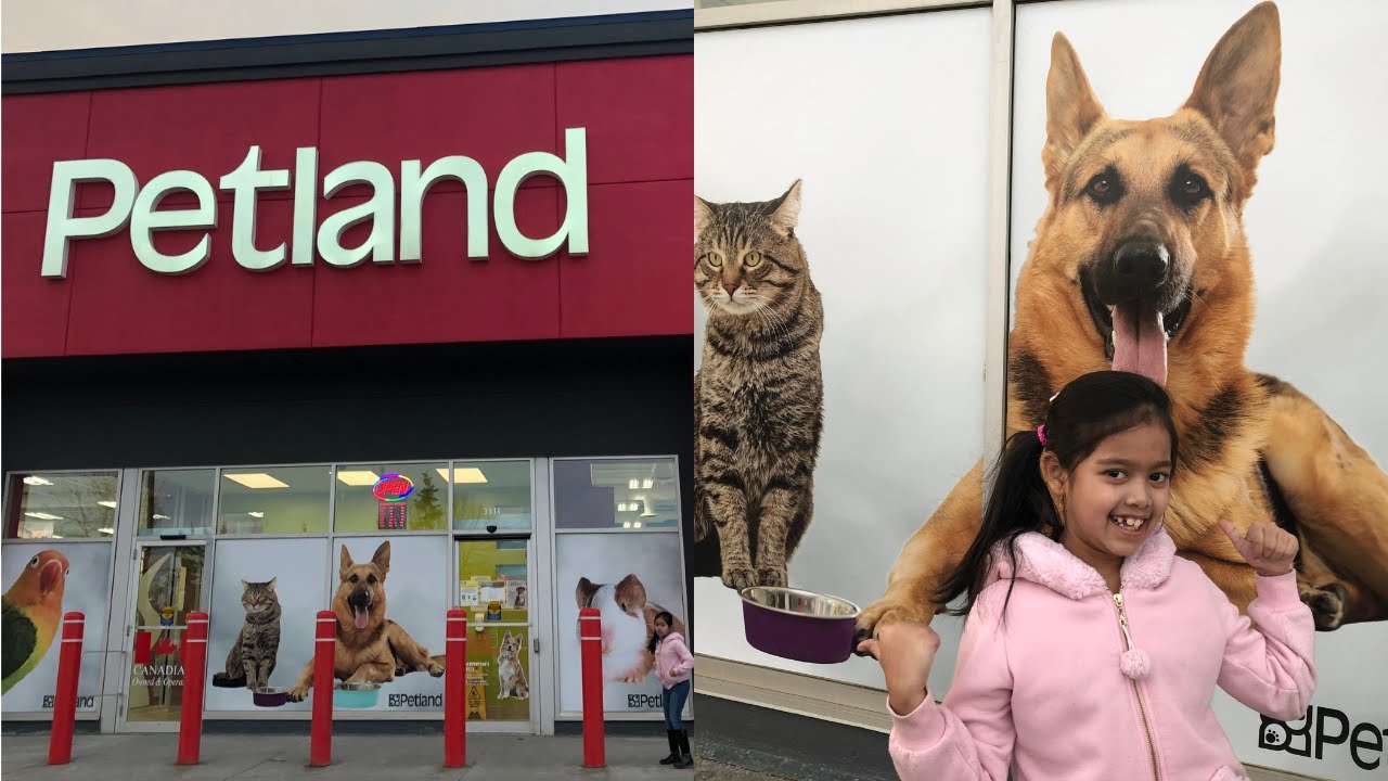 Petland in Calgary YouTube