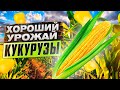Как получать хороший урожай кукурузы КАЖДЫЙ ГОД?