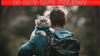 The Secret World of Cats: What Are Do Cats Have Feelings? by Adventurezoo 112 views 3 weeks ago 3 minutes, 11 seconds