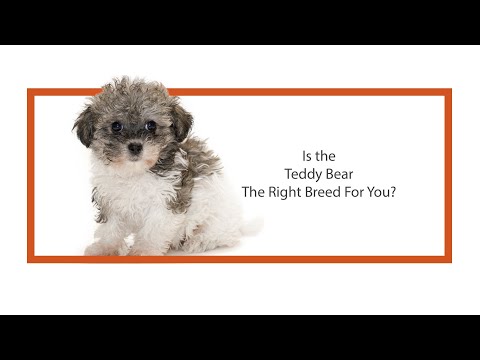 Video: Información de la raza: Teddy Bear Puppies