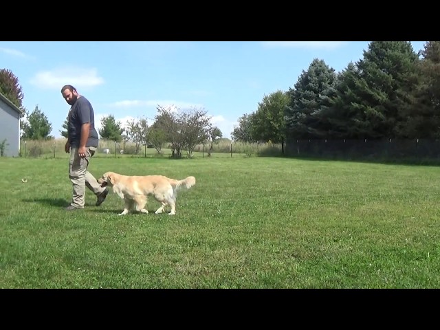 Alex and Aria Practicing Off Leash Heel in Madison Wisconsin (Suburban K9)