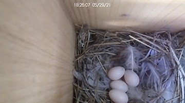 Tree Swallow Nest - Inside