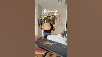 Begonia Maculata needs some serious help #begoniamaculata #plantcaretips