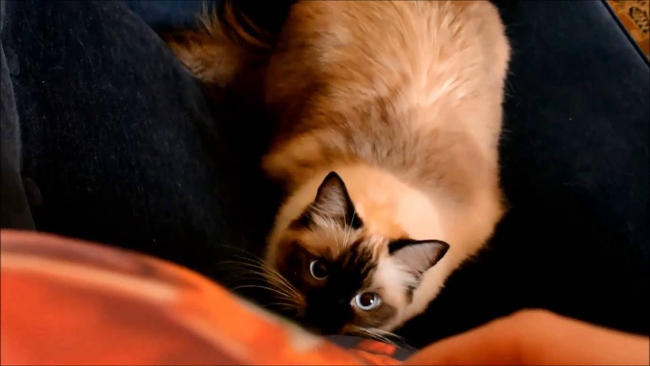 The Ragdoll Cats Complications 