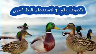 صوت البط البري  ، البط الخضيري  ، mallard