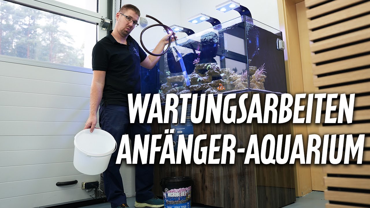 Welche Arbeiten fallen am Anfängerbecken an?! - PlanktonPlus Aquaristik