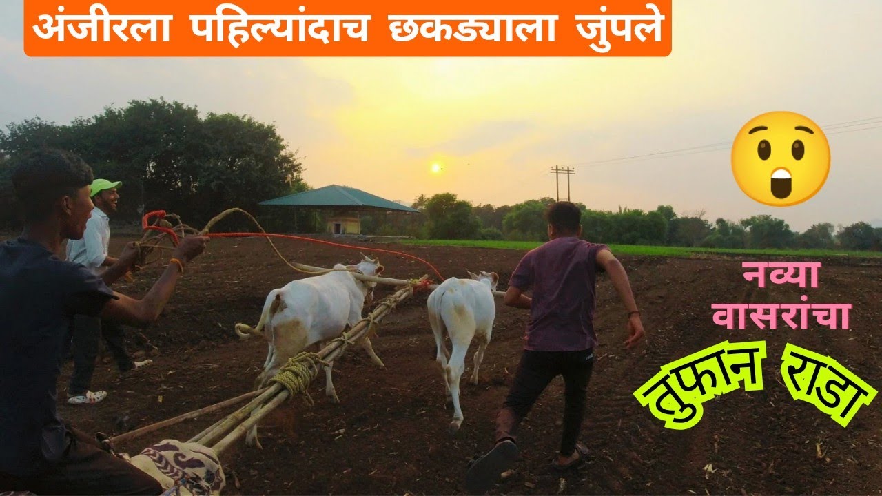 नव्या दमाच्या वासरांनी जुंपल्यावर अक्षरश राडा केला | सातारा |