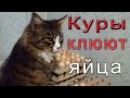 Куры клюют яйца, что делать?