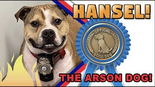 Hansel, New Jersey's First Arson Pit Bull - An Official Big Barker Good Dog Gold Medal Winner!