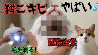 猫ニキビがひどいので全剃りすることにしました