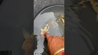 White spotted | cat fish growth | fish love | terrace water tank