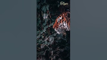 Thumbnail of Tiger Roaring sound effect