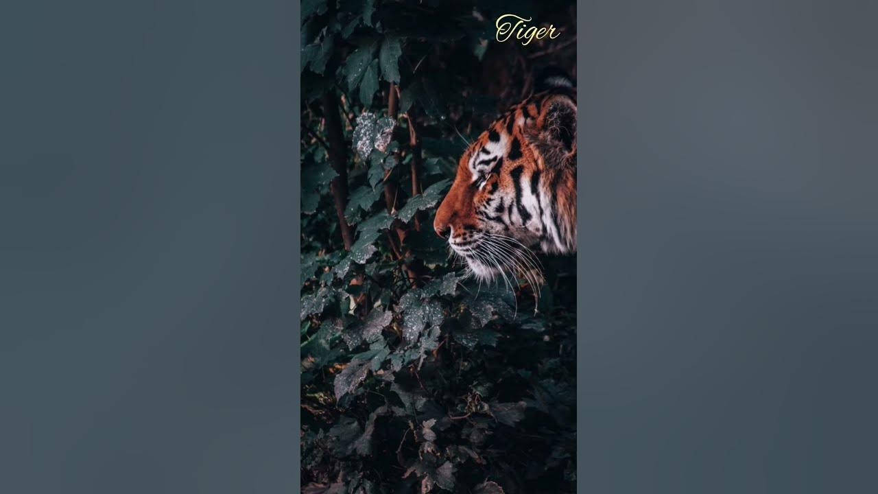 Tiger Roaring sound effect