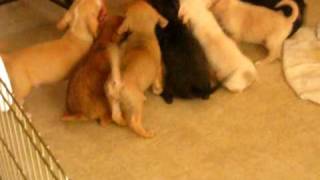ADOPTED - Pups looking for homes in Northern CA - visit: http://dogsneedhomes.blogspot.com