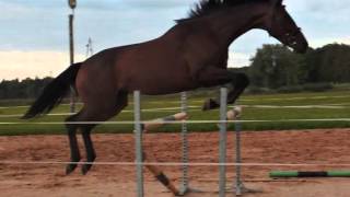 Sindi Wind free jumping 3