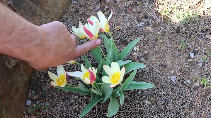Lady tulip (Tulipa clusiana) - Plant Identification - DayDayNews
