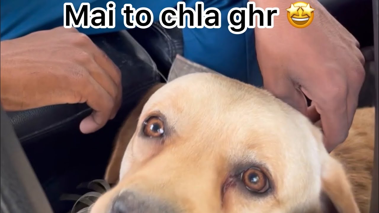 # labrador labi going back to his home finally from dog hostel Ark Pet ...