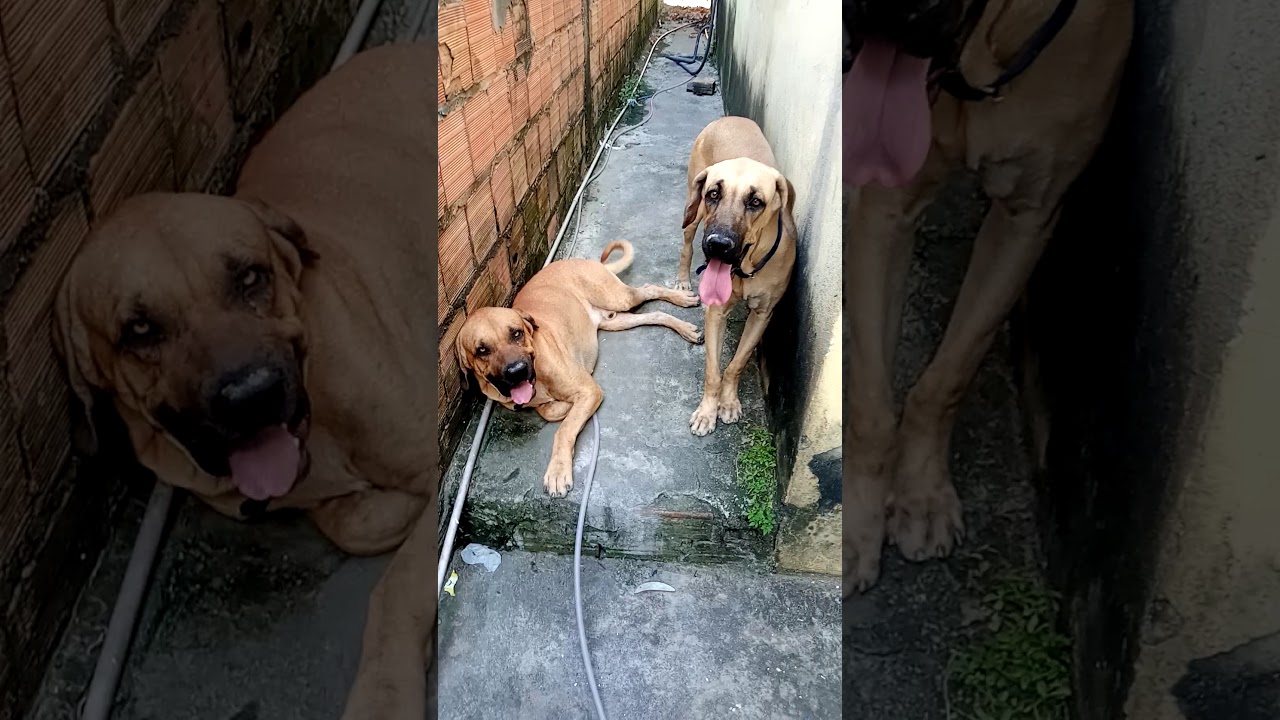 Fila brasileiro - YouTube