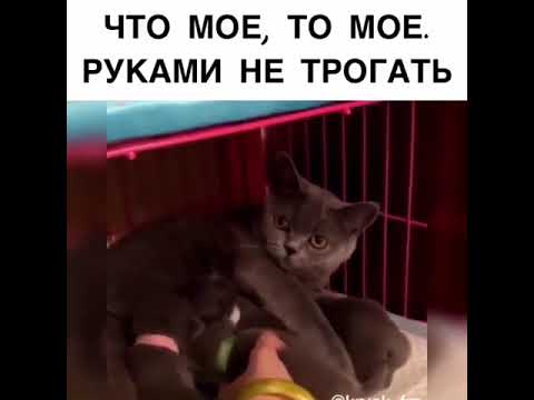 Кот не дает трогать. Кот не дает трогать. Не трогайте кота. Кот не дает трогать. Кот не дает трогать.