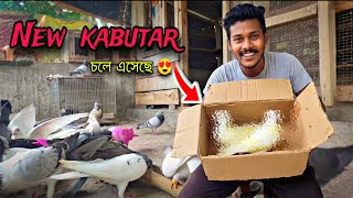 সকাল সকাল বাড়িতে নতুন সদস্য চলে এসেছে😍 কি পায়রা হতে পারে 🤔#myworld #petsvlog 
