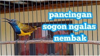 PANCINGAN SOGON NGALAS NEMBAK MENAIKAN EMOSI SOGON #pancingansogon #pancingansogokontong #sogongacor