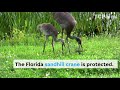 Sandhill Cranes are Protected in Florida
