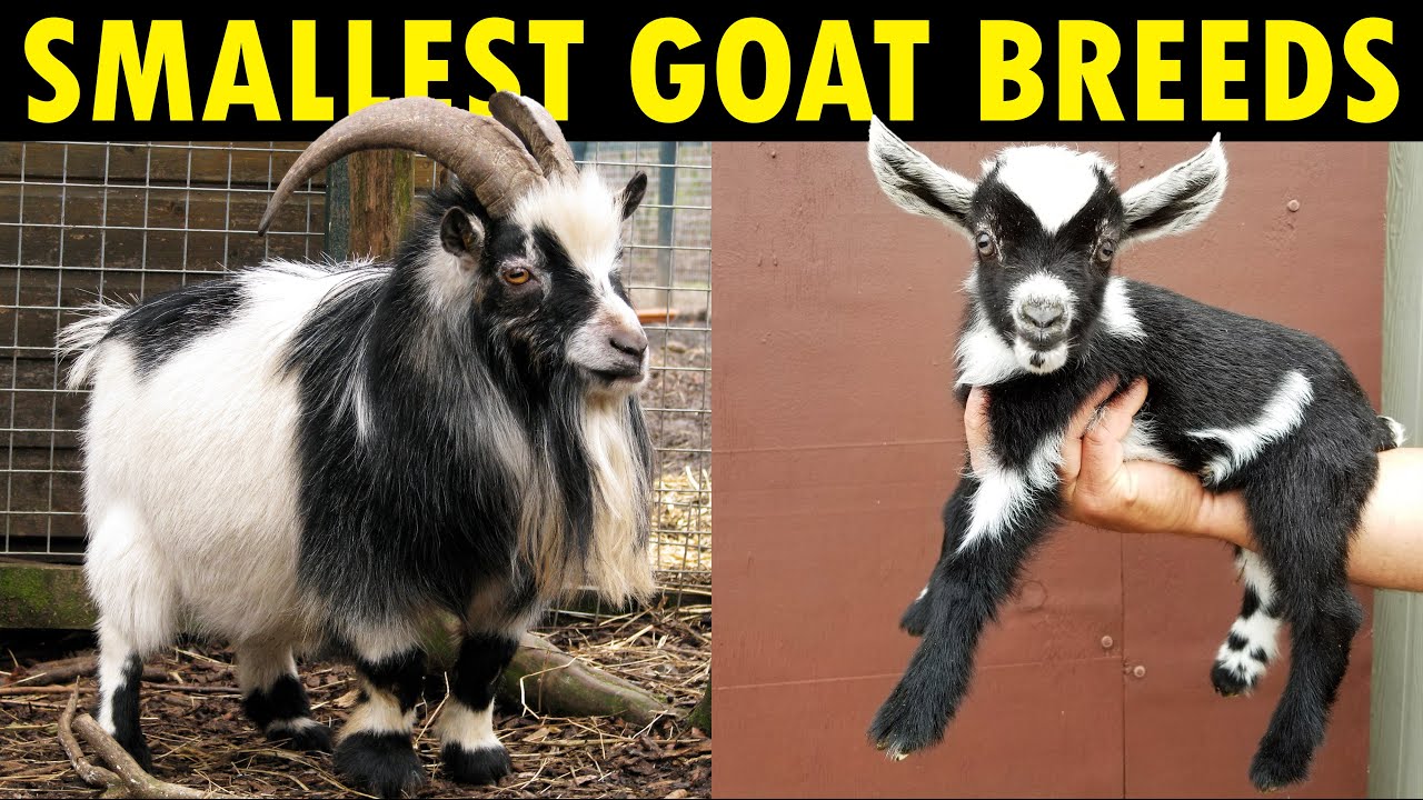 Pygmy Goats Full Grown Size