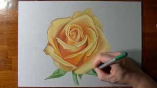 rose yellow draw drawing pencil realistic roses sketch drawingartpedia watercolor