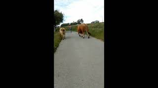 Toro semental bramando