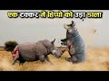 गेंडे और हिप्पो की लड़ाई मे कौन जीतेगा | Rhino Vs Hippo