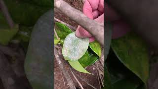 Tea scale on Camellia