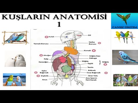 Kuşların Anatomisi 1 - Sindirim Sistemi