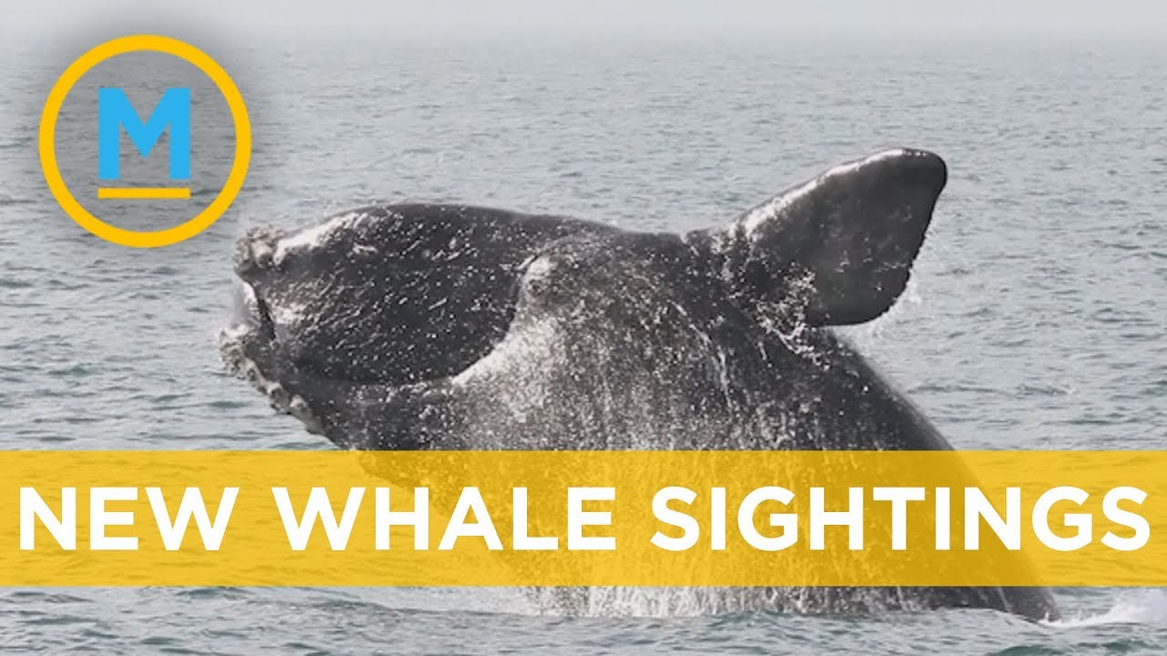A North Atlantic right whale calf has been spotted off the Florida coast | Your Morning - YouTube