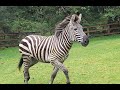 Search for loose zebras in washington state headed to montana petting zoo enters day 3 komo