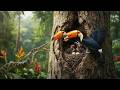 Toucan: 100 Days From Egg to Colorful Survivor - Jungle Tales
