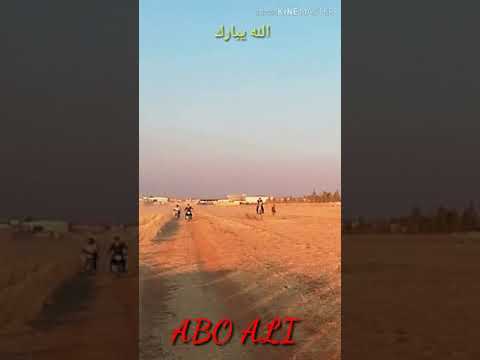 تدريبات الخيول العربية الأصيلة للسباقات في ريف حلب المسافة 1000متر شيلة الخيل بسرجها سرج 