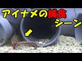 【水中映像】アイナメが餌を見つけて食べるまで！アイナメの餌つけ