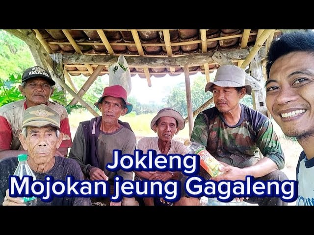 Jokleng, Mojokan Jeung Gagagleng di Sawah Wilanagara, Benih Padi Pupuk Biosamurai class=