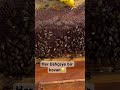 Her bahçeye bir kovan #bal#polen#propolis#doğa#doğalyaşam#bee#köy#köyevi#köyhayatı#köydeyaşam#bahçe
