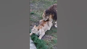 ЛЕВ ЛАСКАЕТ ЛЬВИЦУ. LIONS LOVE #shorts #animals #lions