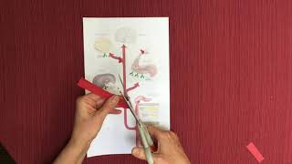 DIY Glucose Homeostasis Model Board